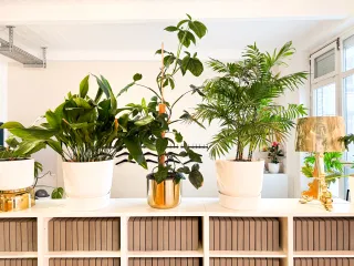 Dieser Anbieter hat keine Bildbeschreibung für dieses Bild hinterlegt