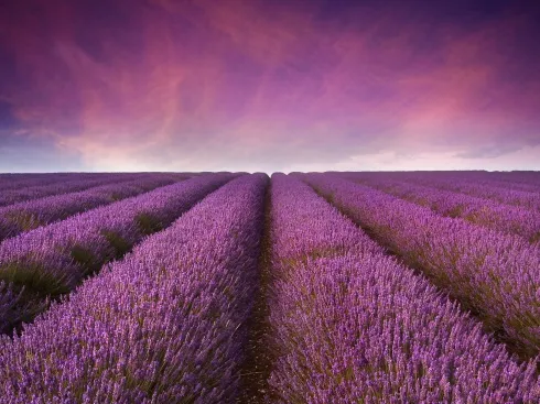 Le studio n'a pas fourni de description pour cette image