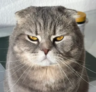 Moritz