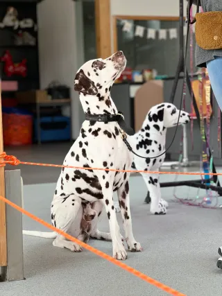 Julia Eicken Hundeschule Hundspersönlich