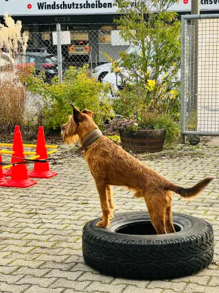 Dieser Anbieter hat keine Bildbeschreibung für dieses Bild hinterlegt
