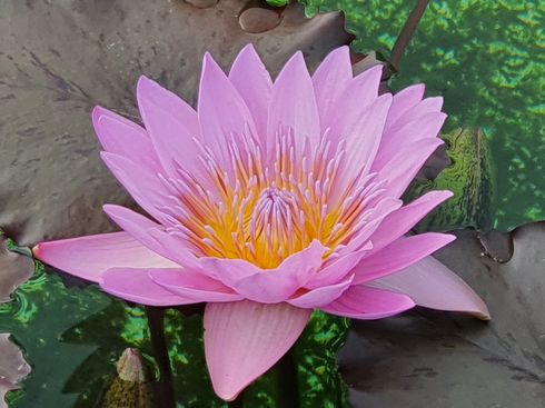 Sri Sai Pranayogaschule Erfurt — yoga-studio i Erfurt — 4