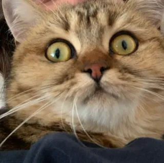 Ilknur