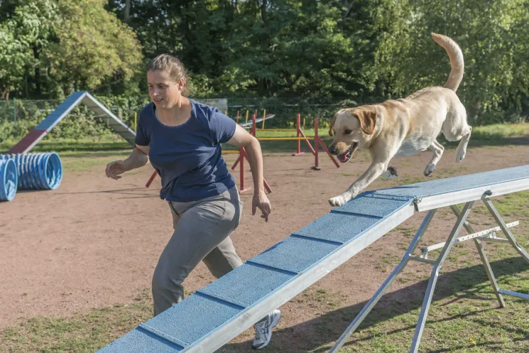 Agility Beginnerkurs Neubrunn @ Martin Rütter Hundeschule Würzburg und Main-Tauber-Kreis