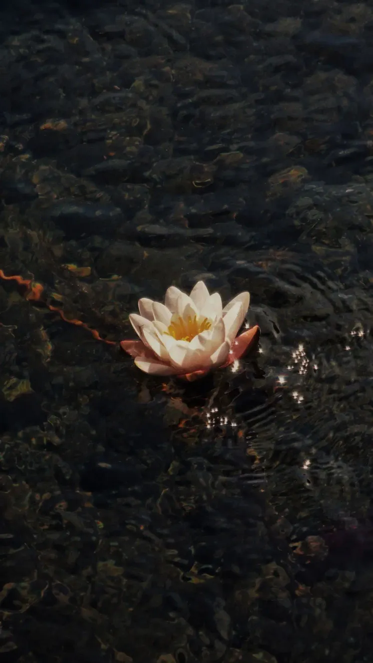YOGA PHILOSOPHY CIRCLE ( 8 Limbs of Yoga ) w/ Susi @ STUDIO MOND