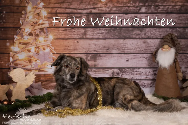 großer Weihnachtsspaziergang @ Martin Rütter Hundeschule Würzburg und Main-Tauber-Kreis