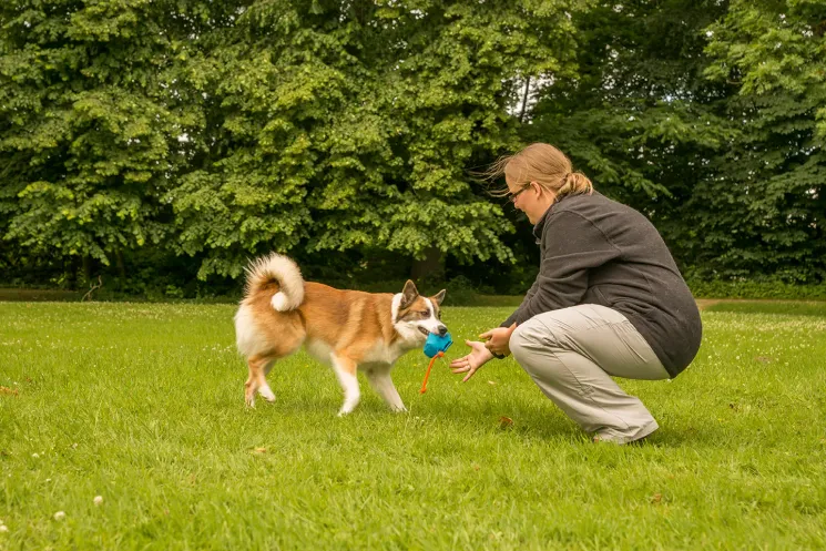 Apportieren von Grund auf: Gegenstände zurückbringen lernen @ Martin Rütter Hundeschule Wiesbaden / Main-Taunus-Kreis