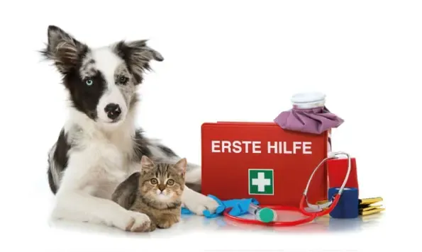 Erste Hilfe am Hund - Richtiges Verhalten im Notfall @ Hundeschule vom Steinhäuser Hof