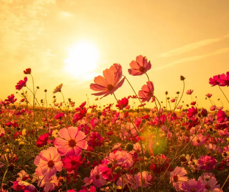 Cours  yoga de matin @ Laetitia Camilleri