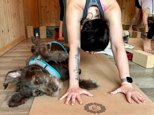 Yoga Retreat mit Hund/ Zillertal  @ ALOHA Yoga & Wellness