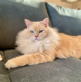 Sophie