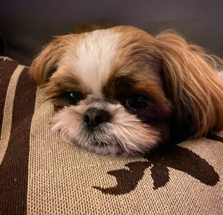 Nala