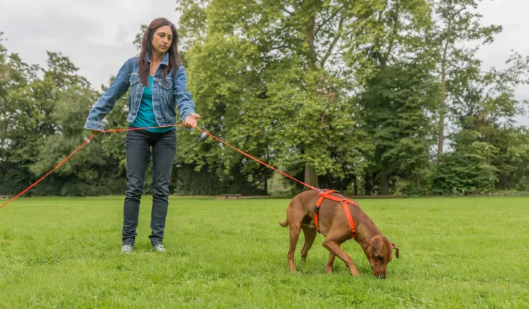 Fährtentraining @ Martin Rütter Hundeschule Wiesbaden / Main-Taunus-Kreis