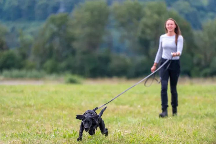 Mantrailing  Einsteigerseminar (aktive Teilnahme)  @ Martin Rütter Hundeschule Würzburg und Main-Tauber-Kreis