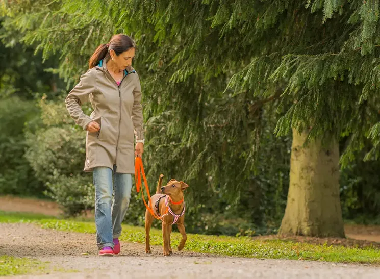 Leinenführigkeit (Mini-Kurs) @ Martin Rütter Hundeschule Wiesbaden / Main-Taunus-Kreis