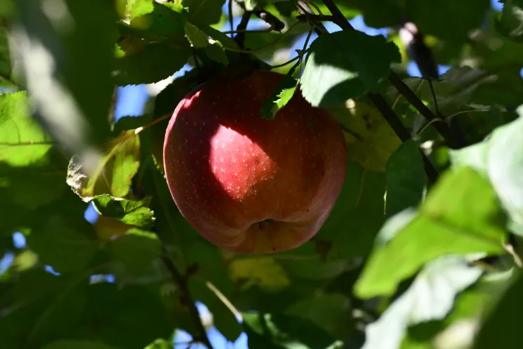 Beckenboden unter dem Apfelbaum (Grundkurs) @ Gesund und FIT mit Schmid