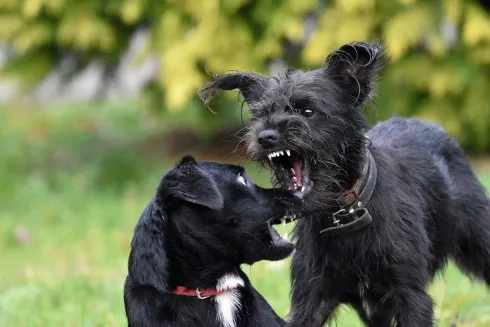 Vortrag Hundebegegnungen und alles drum herum @ Hundeschule Fit mit Cooper