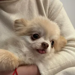 Qixian 