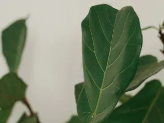 Dieser Anbieter hat keine Bildbeschreibung für dieses Bild hinterlegt