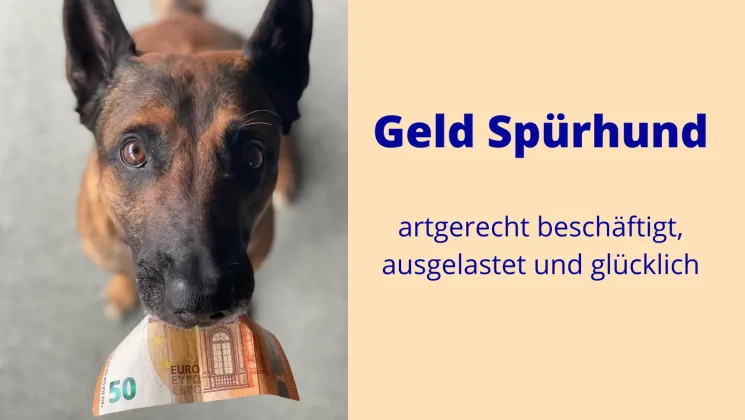 Geld Suchhund Kurs @ Hundezentrum Studydogs