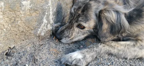 Nasenarbeit - Suche nach klein(st)en Gegenständen online @ Martin Rütter Hundeschule Würzburg und Main-Tauber-Kreis