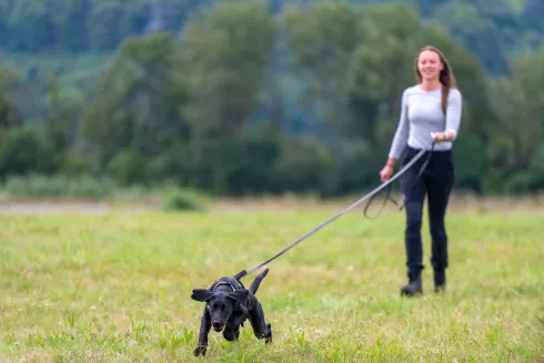 Mantrailing  Beginner-Kurs  (passive Teilnahme)  @ Martin Rütter Hundeschule Würzburg und Main-Tauber-Kreis