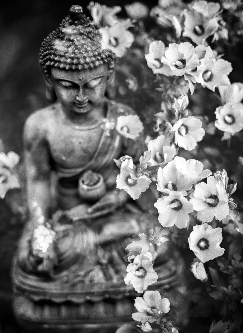 Inner Calm: Buddhistischer Meditationsabend @ My Yoga Garden