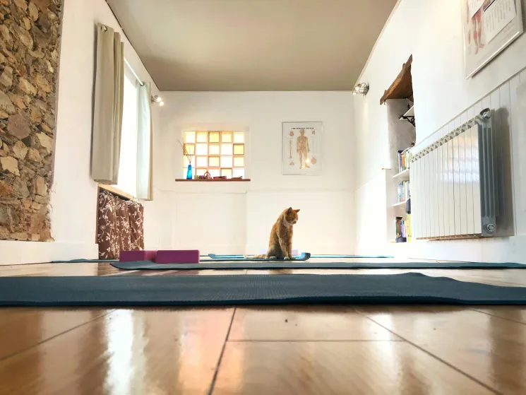 Kitty yin yoga in kattencafé @ JadeYoga.be