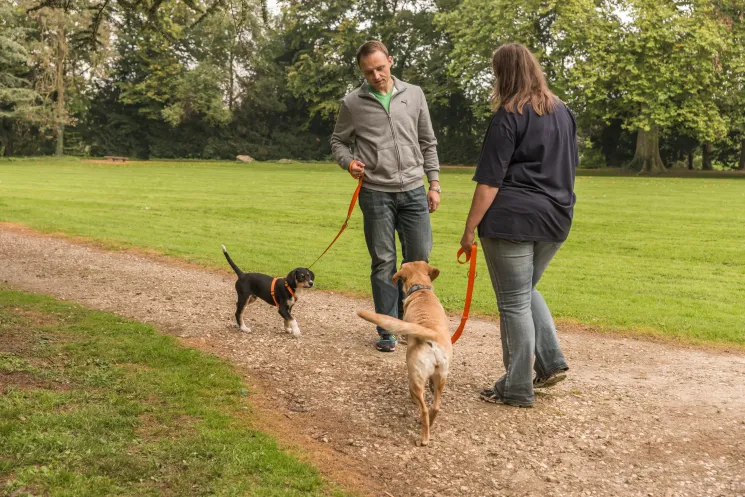 Motto Walk: Beschäftigung draußen @ Martin Rütter Hundeschule Wiesbaden / Main-Taunus-Kreis