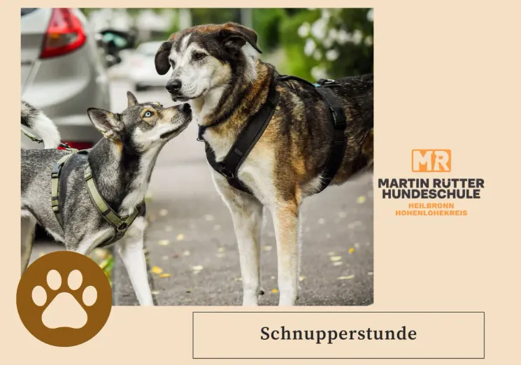 Schnupperstunde @ Martin Rütter Hundeschule Heilbronn/Hohenlohekreis