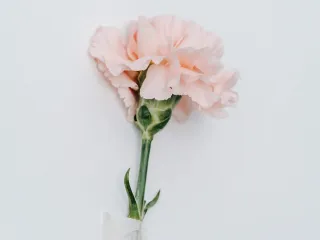 Dieser Anbieter hat keine Bildbeschreibung für dieses Bild hinterlegt