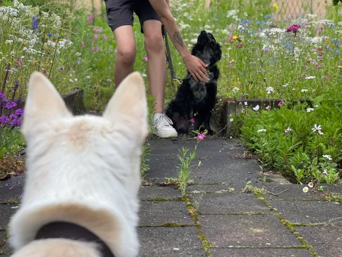 Julia Eicken Hundeschule Hundspersönlich