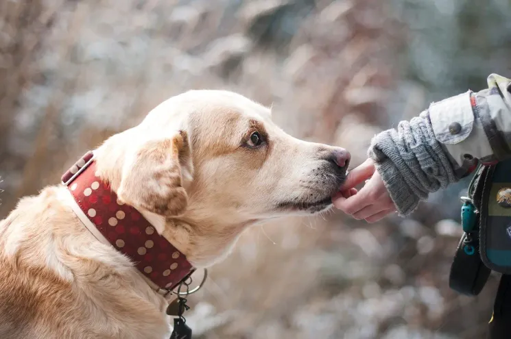 Ergänzung: Workshop mit Menschen und anderen Dingen @ Hundeschule Fit mit Cooper