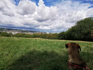 Cornelia