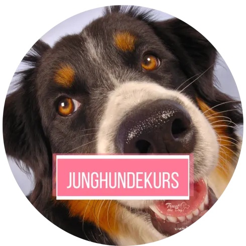 Junghundekurs VOL.2 @ Trust the Dog - Hundeschule Nusse
