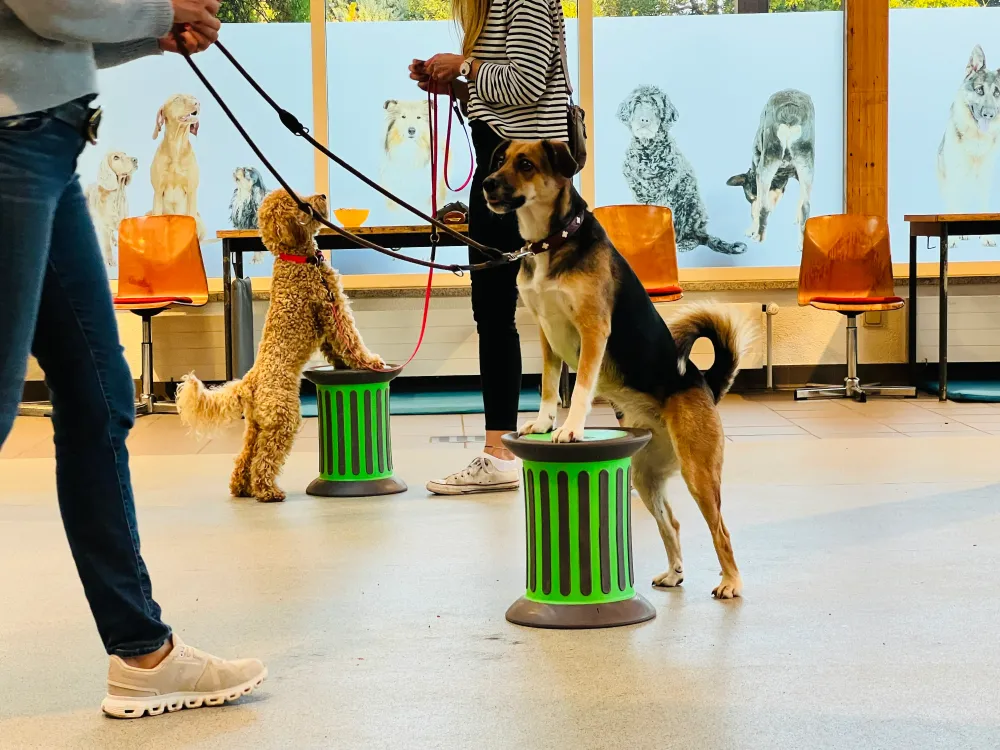 Julia Eicken Hundeschule Hundspersönlich