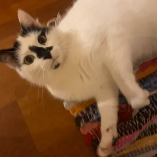 Frankie