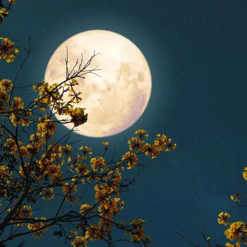 Full Moon Yoga & Kakao auf dem Baumwipfelpfad Steigerwald @ Om Shanti Yoga