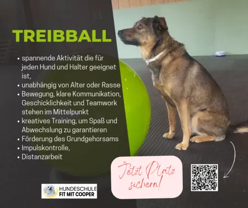 Workshop Treibball  @ Hundeschule Fit mit Cooper