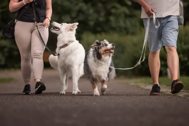 Leinenführigkeit Beginner Kurs TBB @ Martin Rütter Hundeschule Würzburg und Main-Tauber-Kreis