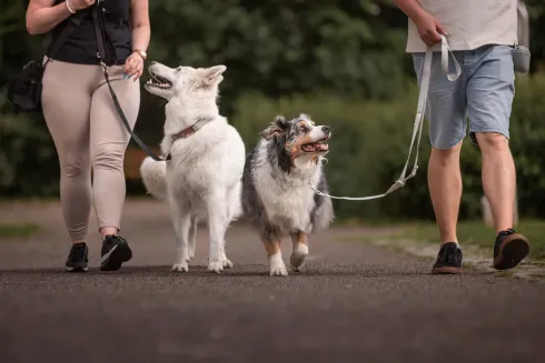 Leinenführigkeit Beginner Kurs TBB @ Martin Rütter Hundeschule Würzburg und Main-Tauber-Kreis