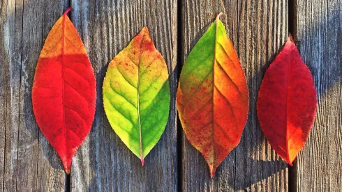 Herbst-Special: ErnteDANK @ bYOGA
