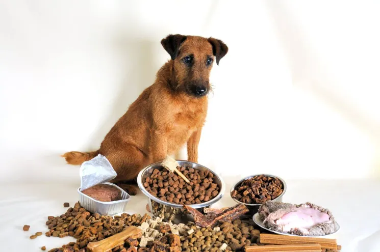 Ernährung Hund | Ein Muss für jeden Hundehalter, der seinen Hund verantwortungsbewusst ernähren möchte! @ Trust the Dog - Hundeschule Nusse