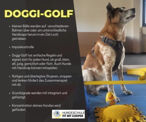 Doggi-Golf @ Hundeschule Fit mit Cooper