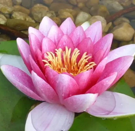 Sri Sai Pranayogaschule Erfurt