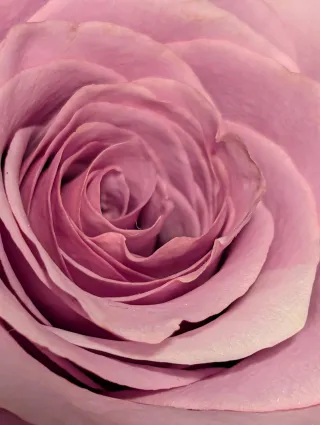 Anke