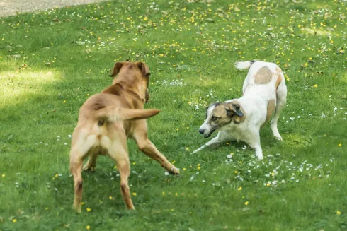 Körpersprache & Kommunikation Kurs @ Martin Rütter Hundeschule Würzburg und Main-Tauber-Kreis