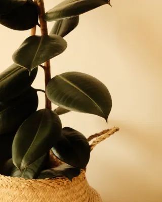 Dieser Anbieter hat keine Bildbeschreibung für dieses Bild hinterlegt