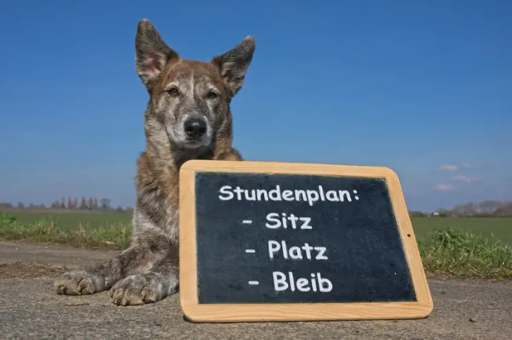 Hundeerziehung VOL. 1 - Start: 5.2.2022 @ Trust the Dog - Hundeschule Nusse