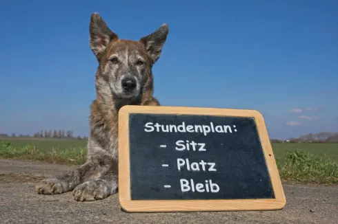 Hundeerziehung VOL. 1 - Start: 5.2.2022 @ Trust the Dog - Hundeschule Nusse